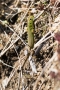 Smaragdeidechse (Lacerta bilineata)