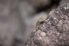 Mauereidechse (Podarcis muralis) am Winklerberg