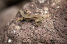 Mauereidechse (Podarcis muralis) am Winklerberg
