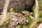 Mauereidechse (Podarcis muralis) am Winklerberg