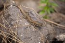 Mauereidechse (Podarcis muralis) mit nachgewachsenem Schwanz