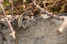Einen Wurm in Ehren kann niemand verwehren - Mauereidechse (Podarcis muralis)