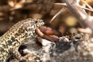 Guten Appetit! Mauereidechse (Podarcis muralis)