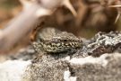 Mauereidechse (Podarcis muralis) am Winklerberg