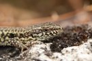 Mauereidechse (Podarcis muralis) am Winklerberg