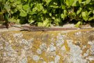 Mauereidechse (Podarcis muralis) Winklerberg