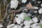 Mauereidechse (Podarcis muralis)