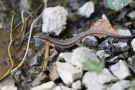 Mauereidechse (Podarcis muralis)