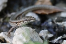 Mauereidechse (Podarcis muralis)