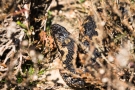 Kreuzotter (Vipera berus) im Nationalpark De Meinweg