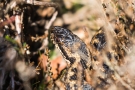 Kreuzotter (Vipera berus) im Nationalpark De Meinweg