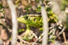 Zauneidechse (Lacerta agilis) im Nationalpark De Meinweg