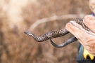 Kreuzotter (Vipera berus) im Nationalpark De Meinweg