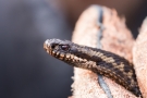 Kreuzotter (Vipera berus) im Nationalpark De Meinweg