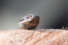 Kreuzotter (Vipera berus) im Nationalpark De Meinweg