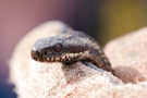 Kreuzotter (Vipera berus) im Nationalpark De Meinweg