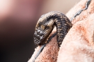 Kreuzotter (Vipera berus) im Nationalpark De Meinweg