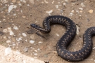 Kreuzotter (Vipera berus) im Nationalpark De Meinweg