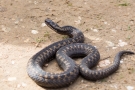 Kreuzotter (Vipera berus) im Nationalpark De Meinweg
