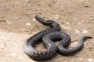 Kreuzotter (Vipera berus) im Nationalpark De Meinweg
