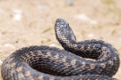Kreuzotter (Vipera berus) im Nationalpark De Meinweg