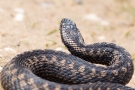 Kreuzotter (Vipera berus) im Nationalpark De Meinweg