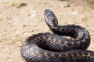 Kreuzotter (Vipera berus) im Nationalpark De Meinweg