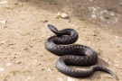 Kreuzotter (Vipera berus) im Nationalpark De Meinweg