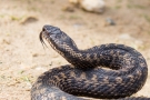 Kreuzotter (Vipera berus) im Nationalpark De Meinweg