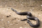 Kreuzotter (Vipera berus) im Nationalpark De Meinweg