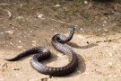 Kreuzotter (Vipera berus) im Nationalpark De Meinweg