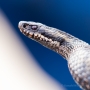 Kreuzotter (Vipera berus) im Nationalpark De Meinweg