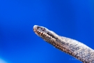 Kreuzotter (Vipera berus) im Nationalpark De Meinweg