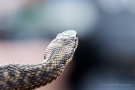 Kreuzotter (Vipera berus) im Nationalpark De Meinweg