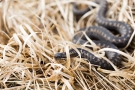 Kreuzotter (Vipera berus) im Nationalpark De Meinweg