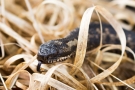 Kreuzotter (Vipera berus) im Nationalpark De Meinweg