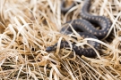 Kreuzotter (Vipera berus) im Nationalpark De Meinweg