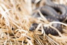 Kreuzotter (Vipera berus) im Nationalpark De Meinweg