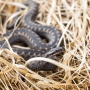 Kreuzotter (Vipera berus) im Nationalpark De Meinweg