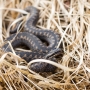 Kreuzotter (Vipera berus) im Nationalpark De Meinweg