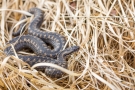 Kreuzotter (Vipera berus) im Nationalpark De Meinweg