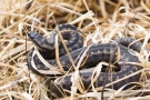 Kreuzotter (Vipera berus) im Nationalpark De Meinweg
