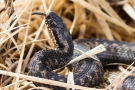 Kreuzotter (Vipera berus) im Nationalpark De Meinweg