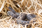 Kreuzotter (Vipera berus) im Nationalpark De Meinweg