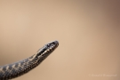 Kreuzotter (Vipera berus) im Nationalpark De Meinweg