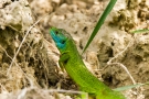 Smaragdeidechse (Lacerta bilineata)