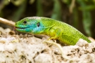 Smaragdeidechse (Lacerta bilineata - Männchen)