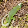 Smaragdeidechse (Lacerta bilineata)