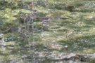 Barrenringelnatter (Natrix natrix helvetica)