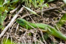 Smaragdeidechse (Lacerta bilineata)